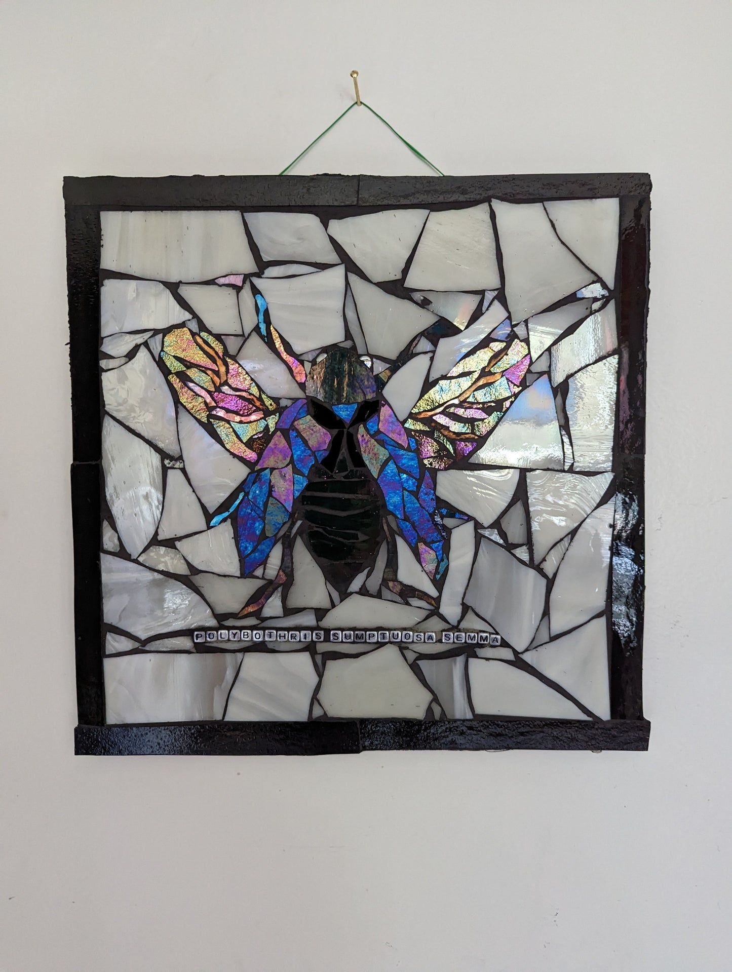 Stained Glass Mosaic Jewel Beetle Polybothris Sumptuosa